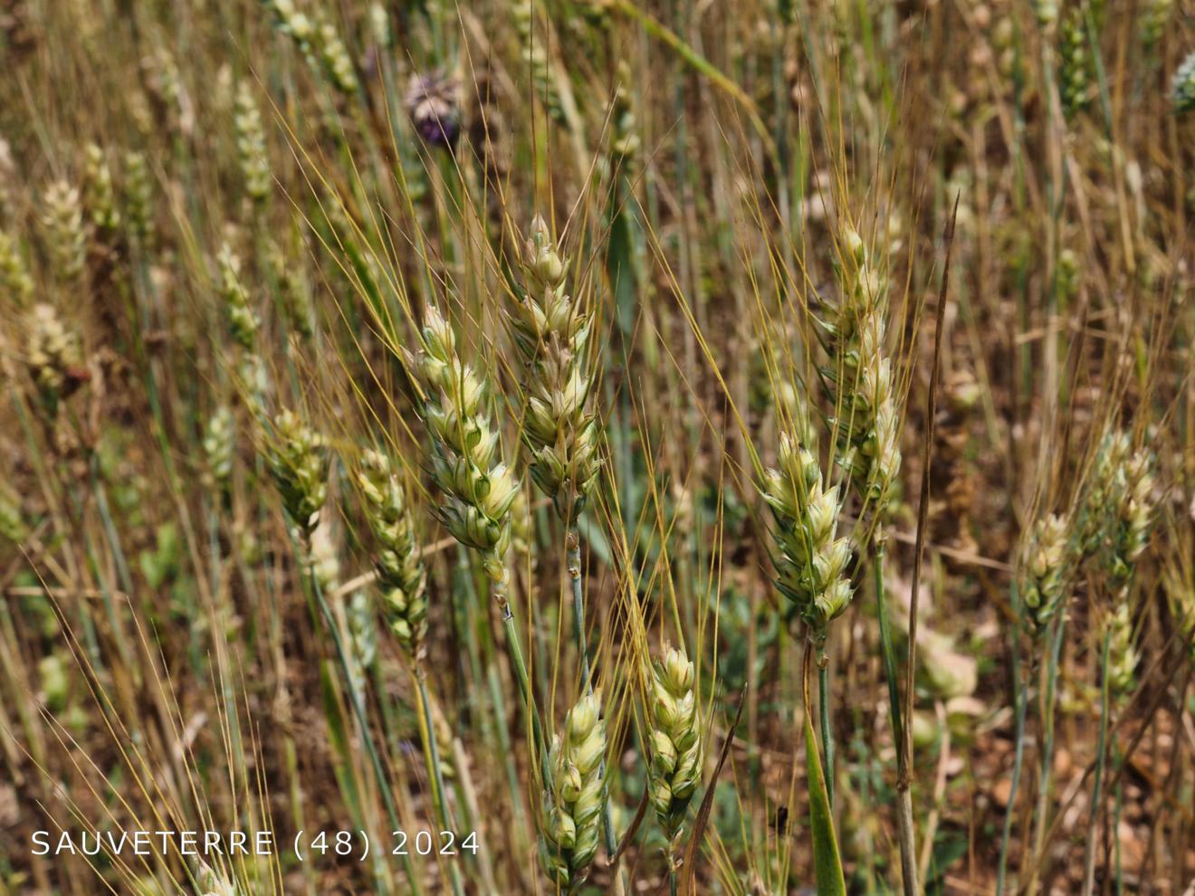 Wheat, Durum